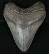 Fossil Megalodon Tooth #13375-1